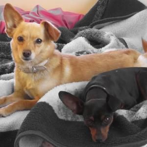 Meet your Posher, Minerva